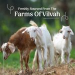 Vilvah Store Goat Milk Shampoo, For Dry & Frizzy Hair with Pea Protein and Goat Milk, Strong & Shiny Hair, No Sulfates, No Paraben, Shampoo For Men and Women (200 ml (Pack Of 1)) - Image 3