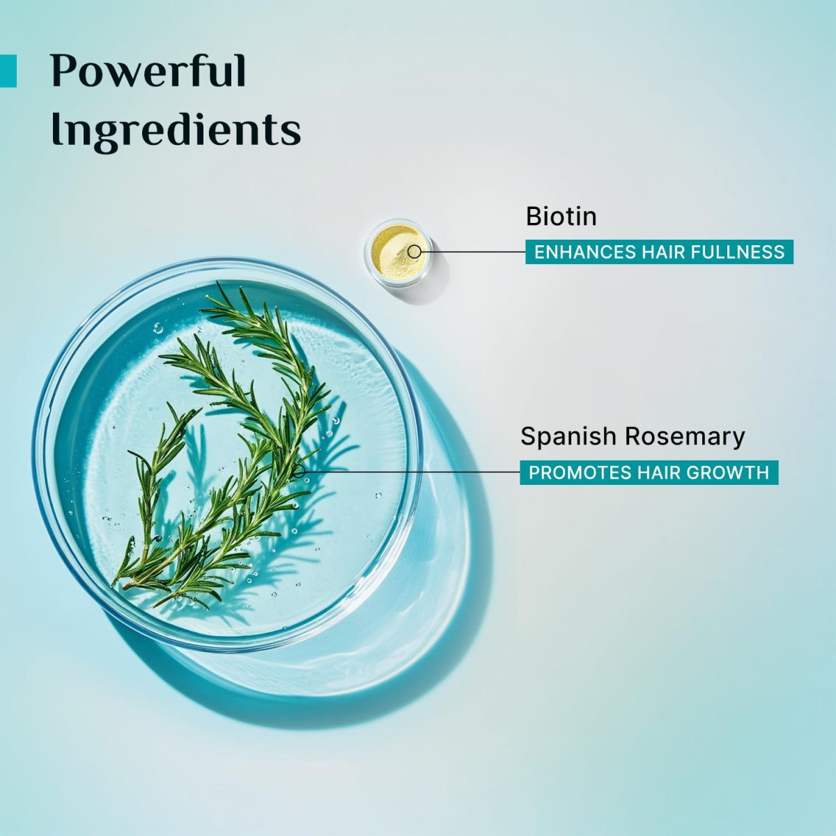Pilgrim Spanish Rosemary & Biotin Anti Hairfall Conditioner for Reducing Hair Loss & Breakage | Upto 95% stronger hairs | Suitable for all hair types | For Men & Women 200ml - Image 5